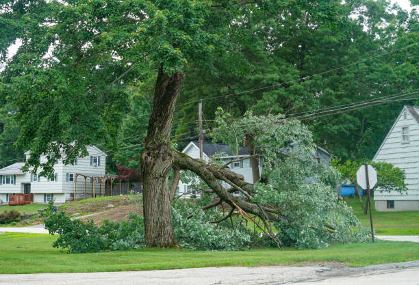 How Our Tree Care Process Works  in  Thornwood, NY